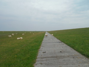 Piste cyclable le long d'une digue, avec les moutons