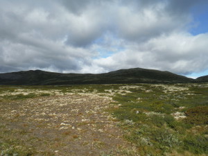 Alpages de lande et de mousses - Dovre