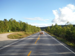 Il n'y a pas que des moutons sur les routes ! - Røros.