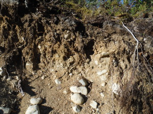 Profile of the soil forming on top off the moraines.