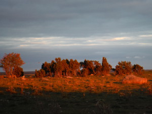 The last light of the day, on the juniper trees - Kastna