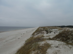 Sandy cost along the dunes string. - Juodkrantė