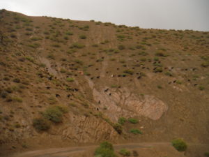 A herdsman with its herd of goats