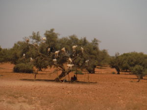 Argan tree with goats