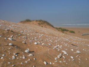 The ocean - Ouled Salem أولاد سالم