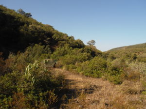 Campspot in the Rif, it's so green here ! - Laghdir الغدير